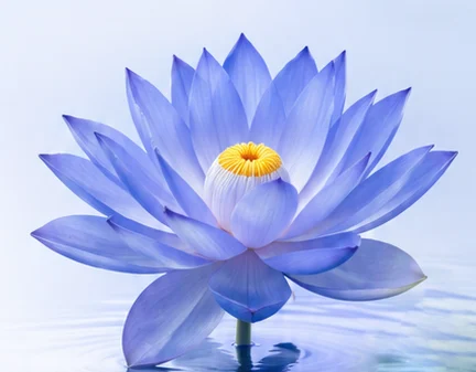 Lotus-femcare-flower